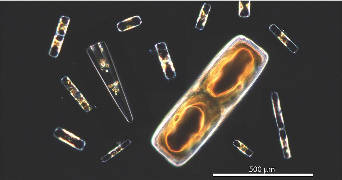 Phenomenal Phytoplankton: Scientists Uncover Cellular Process Behind Oxygen Production