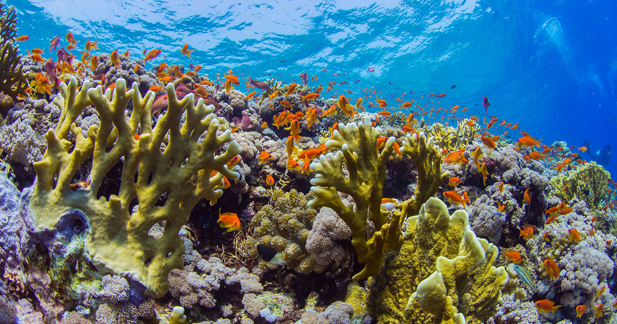 How Coral Reefs Can Survive Climate Change | Coastal | News