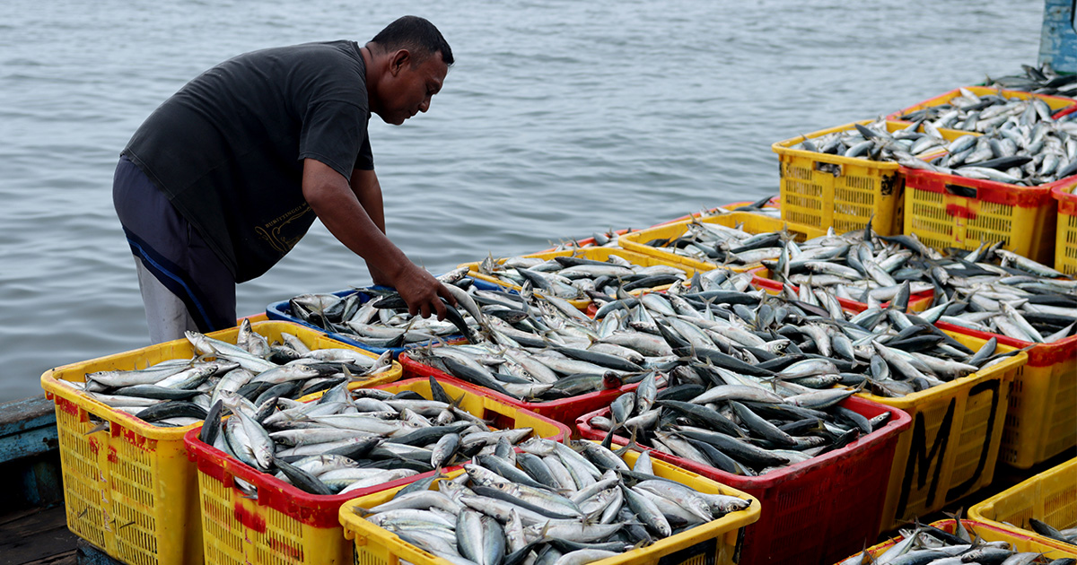 Shaping a More Sustainable and Innovative Fishing Industry, Fisheries &  Aquaculture