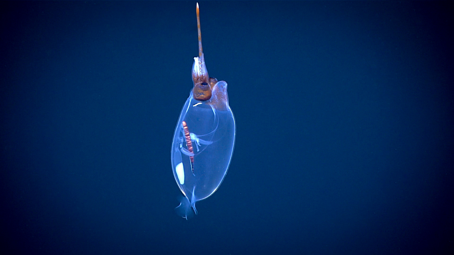 Cranchiid Squid observed during the Okeanos Explorer’s first ever full day of midwater exploration. The team also observed this squid expelling its white ink!