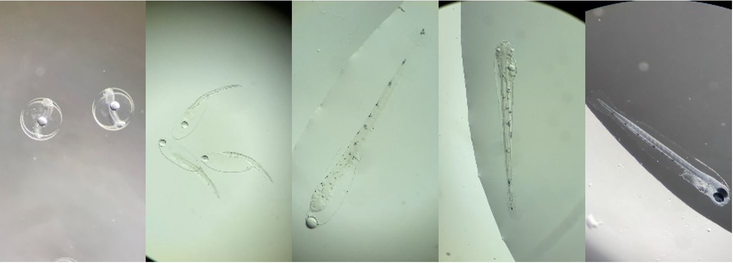 Image3 1459x524 kumu larval growth stages oi spencer davis