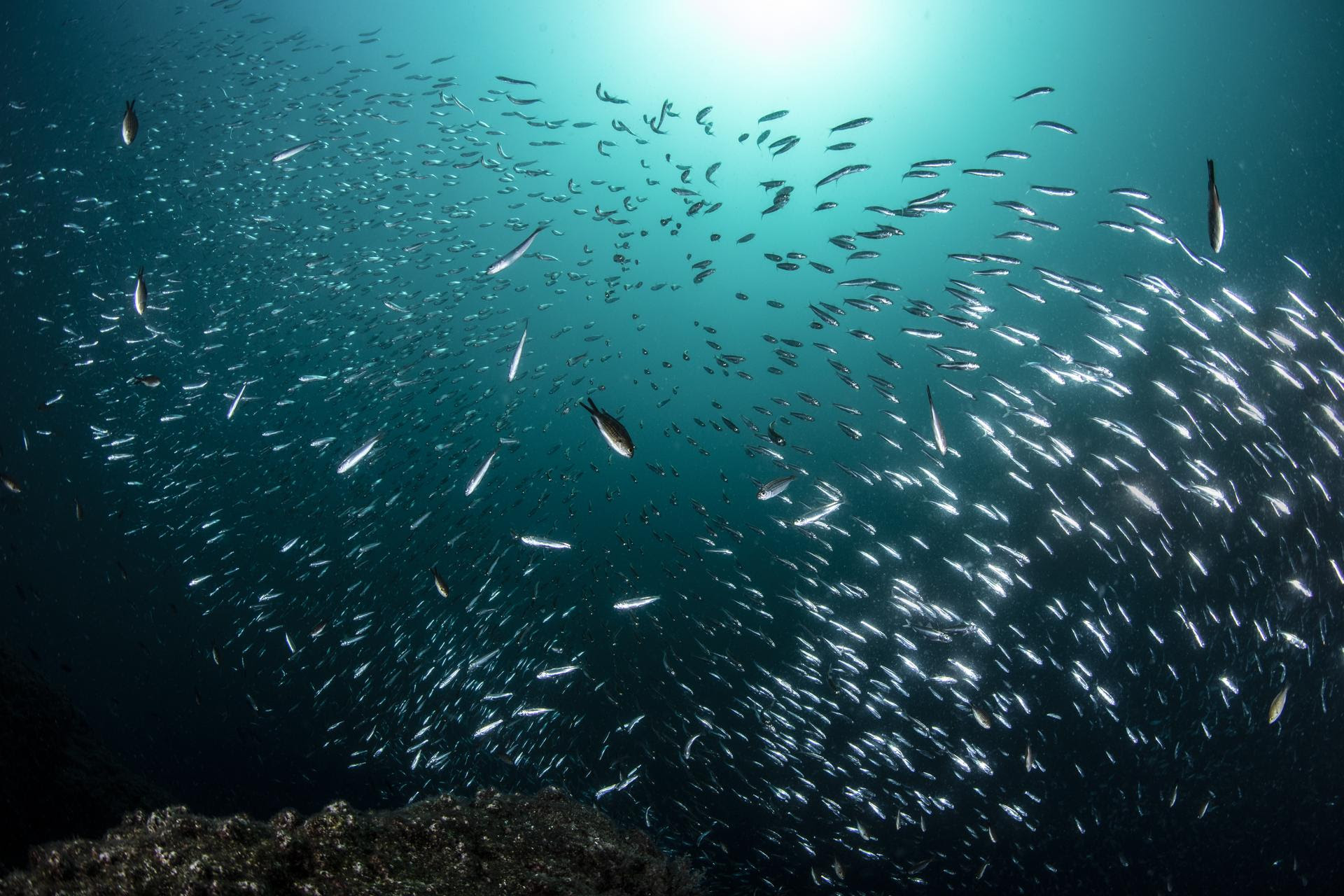 Image2 Shoal of anchovies3