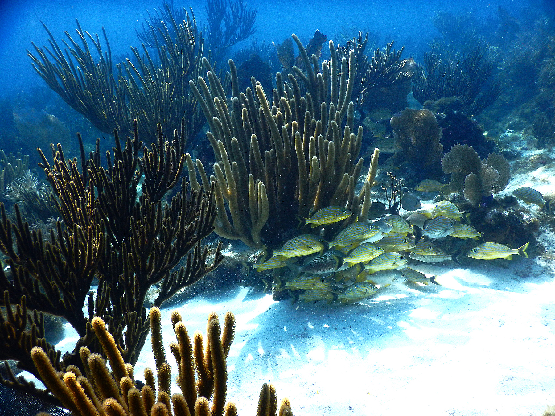 Healthy reef in June 2018 (post-2014-2015 bleaching). Photo: M.A. Coffroth