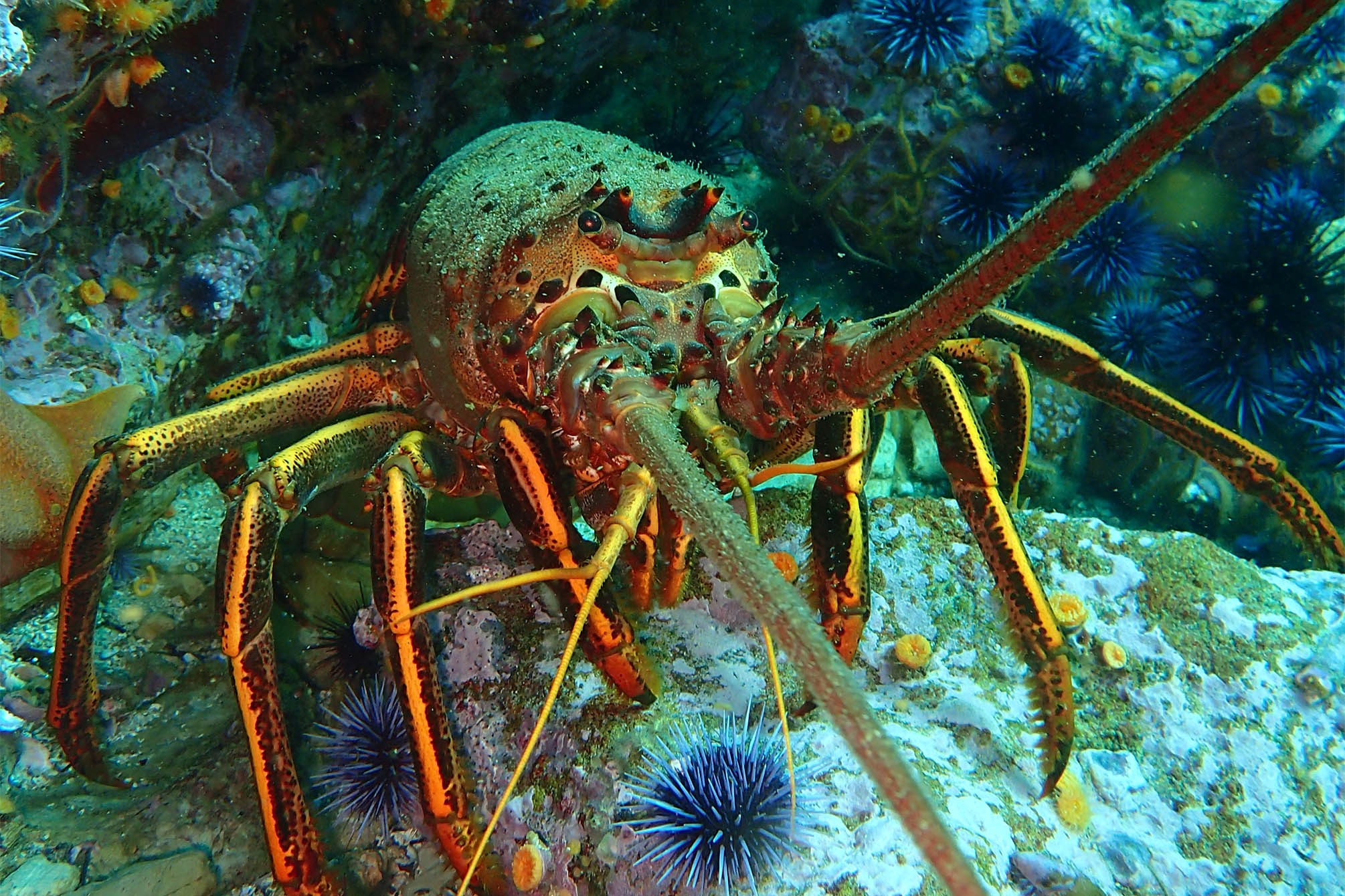 Image2 lobster closeup inbody uc santa barbara