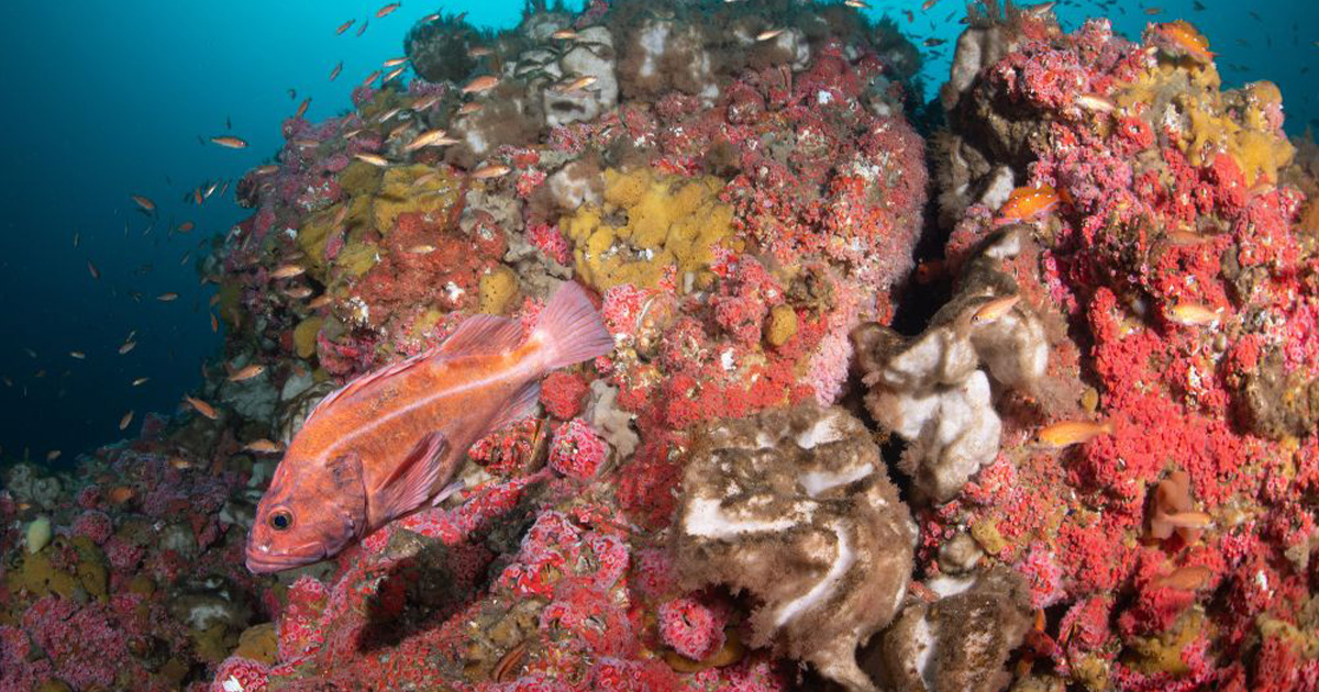 Offshore But Not Untouched: Cordell Bank National Marine Sanctuary Releases Condition Report