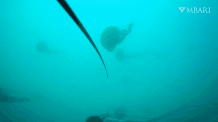 image5 Piscivore sea nettles 01 1