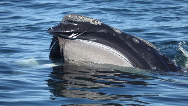 Image1 20240308 right whale baleen 600