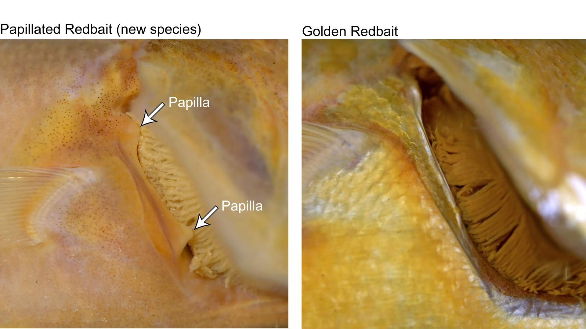 image2 Papillae Comparison 2 