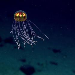 Image2 750x500 jellyfish enigma seamount mtmnm NOAA