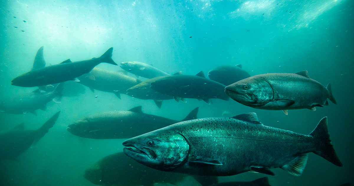 Funding Announced for Fish Hatcheries to Support Pacific Northwest Tribes