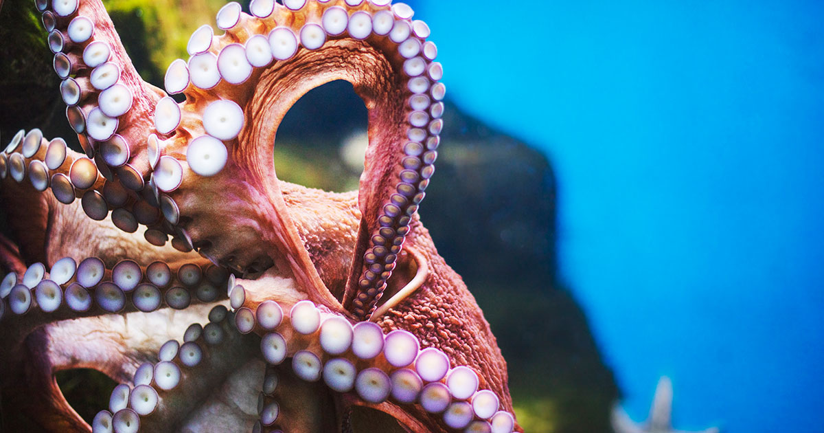 Federal Bill to Ban Octopus Farming and Commercial Imports Introduced