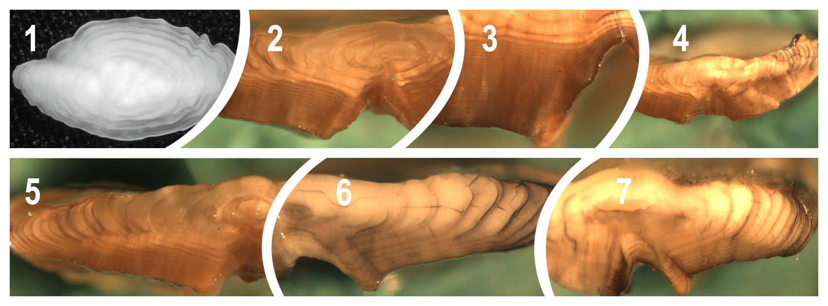 Image2 1702x630 otoliths afsc