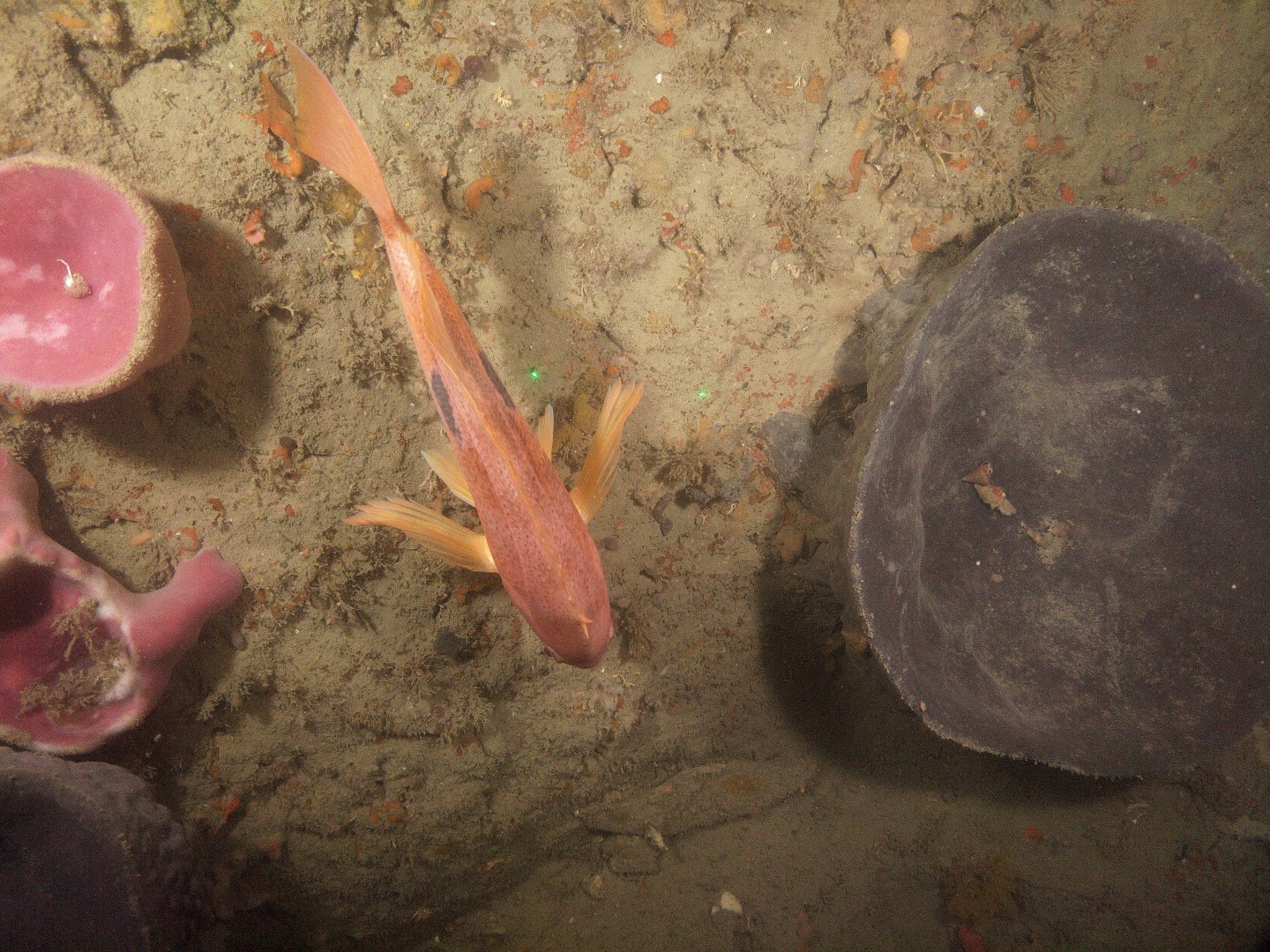 image3 A butterfly perch swimming among sponges on the Tokomaru shelf reef captured by NIWAs underwater camera in 2023 Custom Large