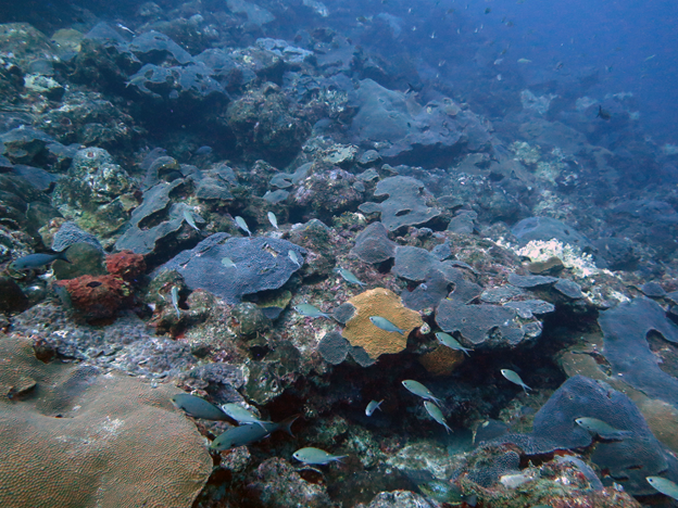 Image2 Great star coral 35m deep in FGBNMS