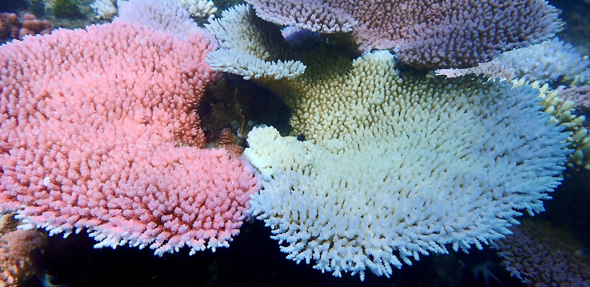 Various degrees of bleaching in corals next to each other at Lizard Island on Great Barrier Reef_credit Melissa Naugle