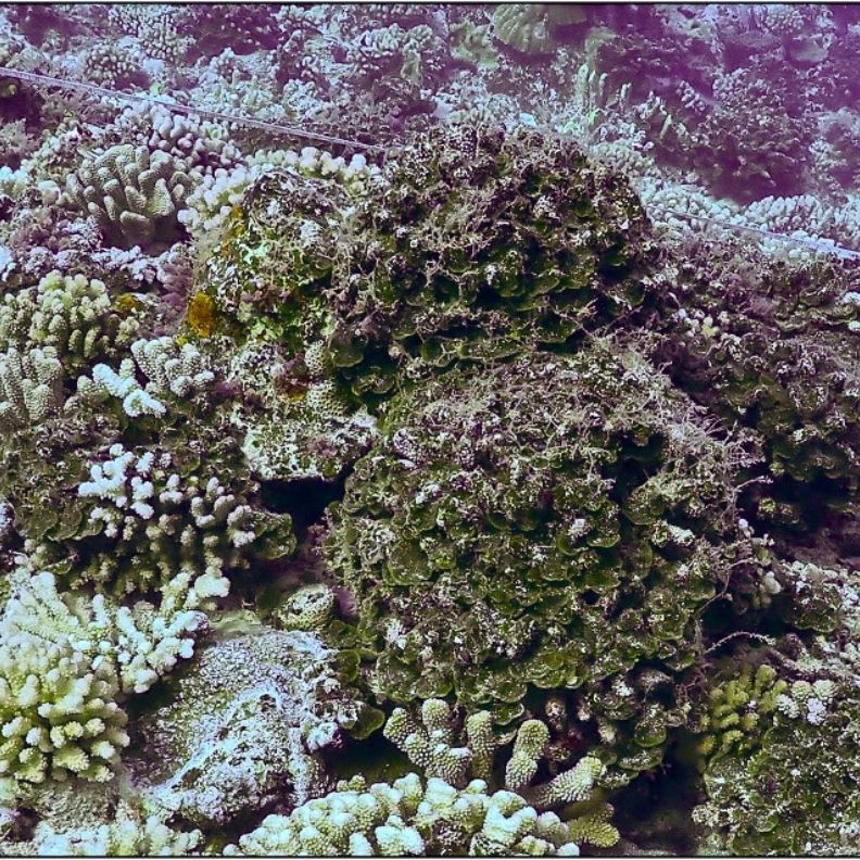 Image2 seaweed moorea uc santa barbara