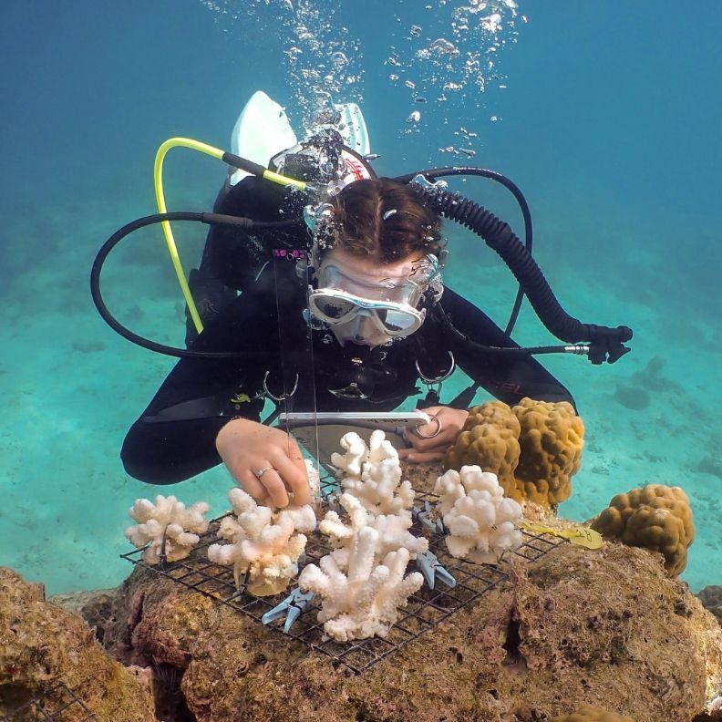 Image3 Emalia Partlow coral uc santa barbara