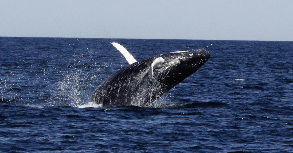 Progress Made on Scientific Measures at the International Whaling Commission Meeting