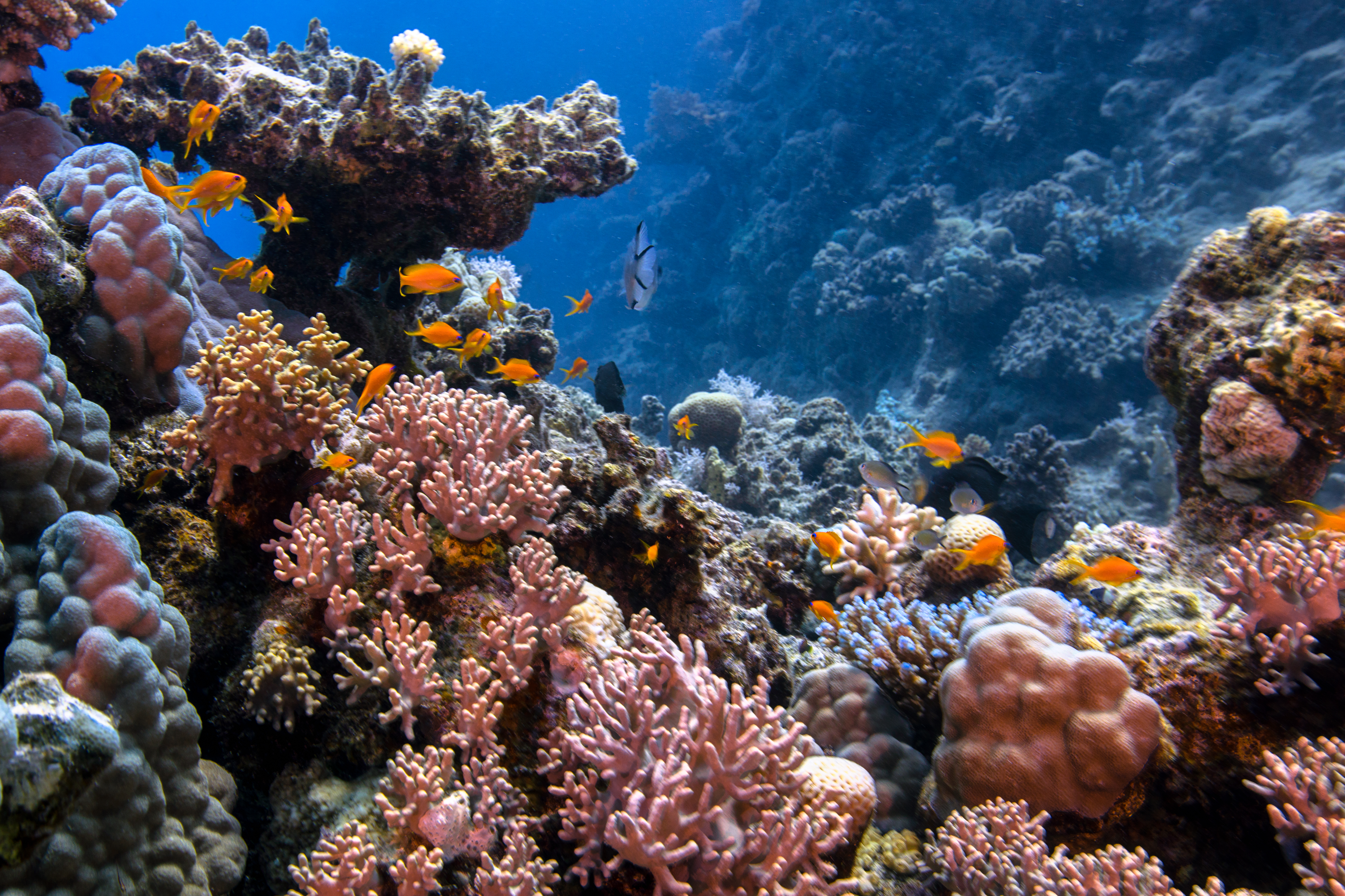Underwater-Corals-Shot.jpg