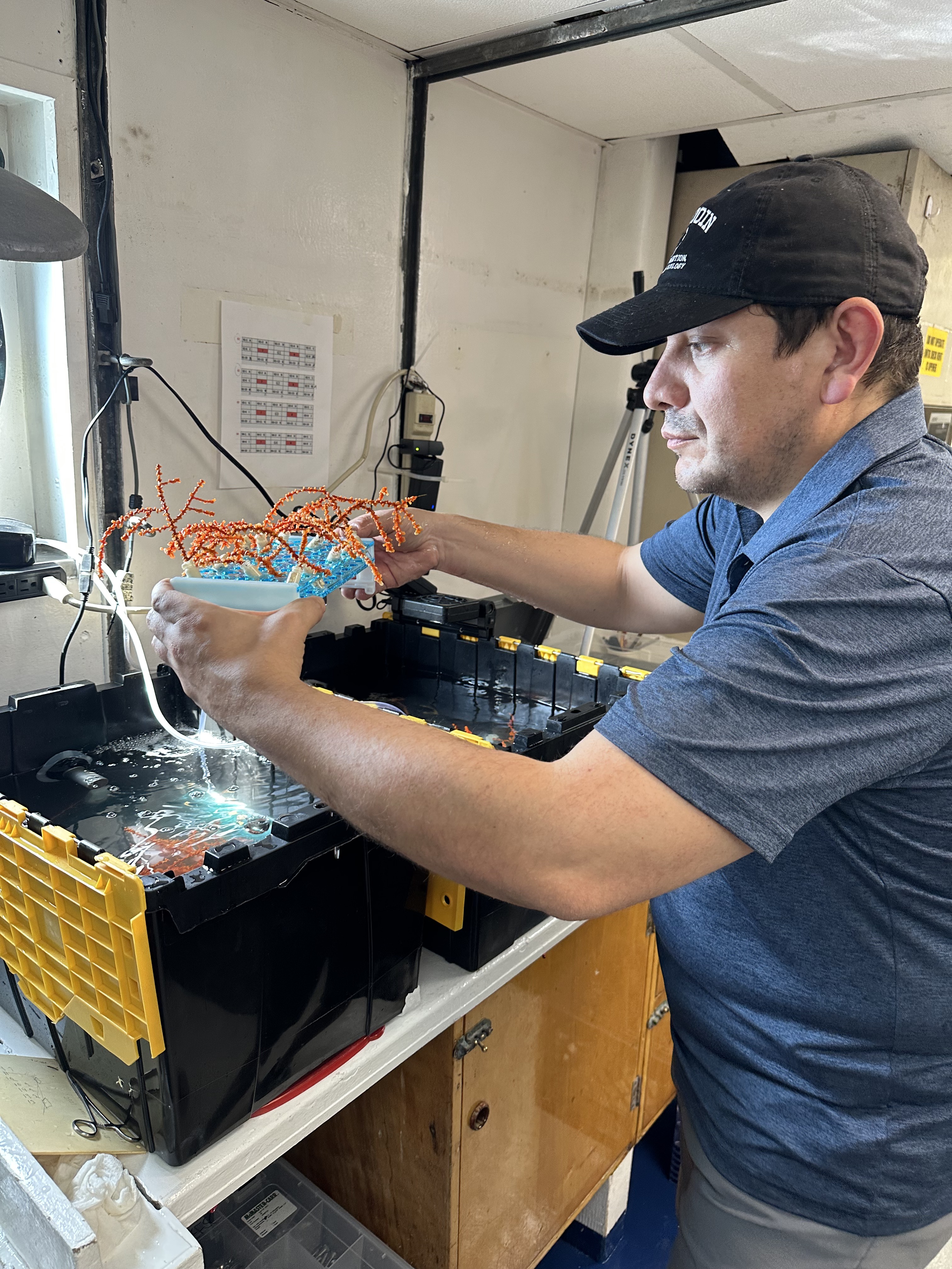 Dr. Carlos Prada of University of Rhode Island prepares coral fragments for the outplanting rack