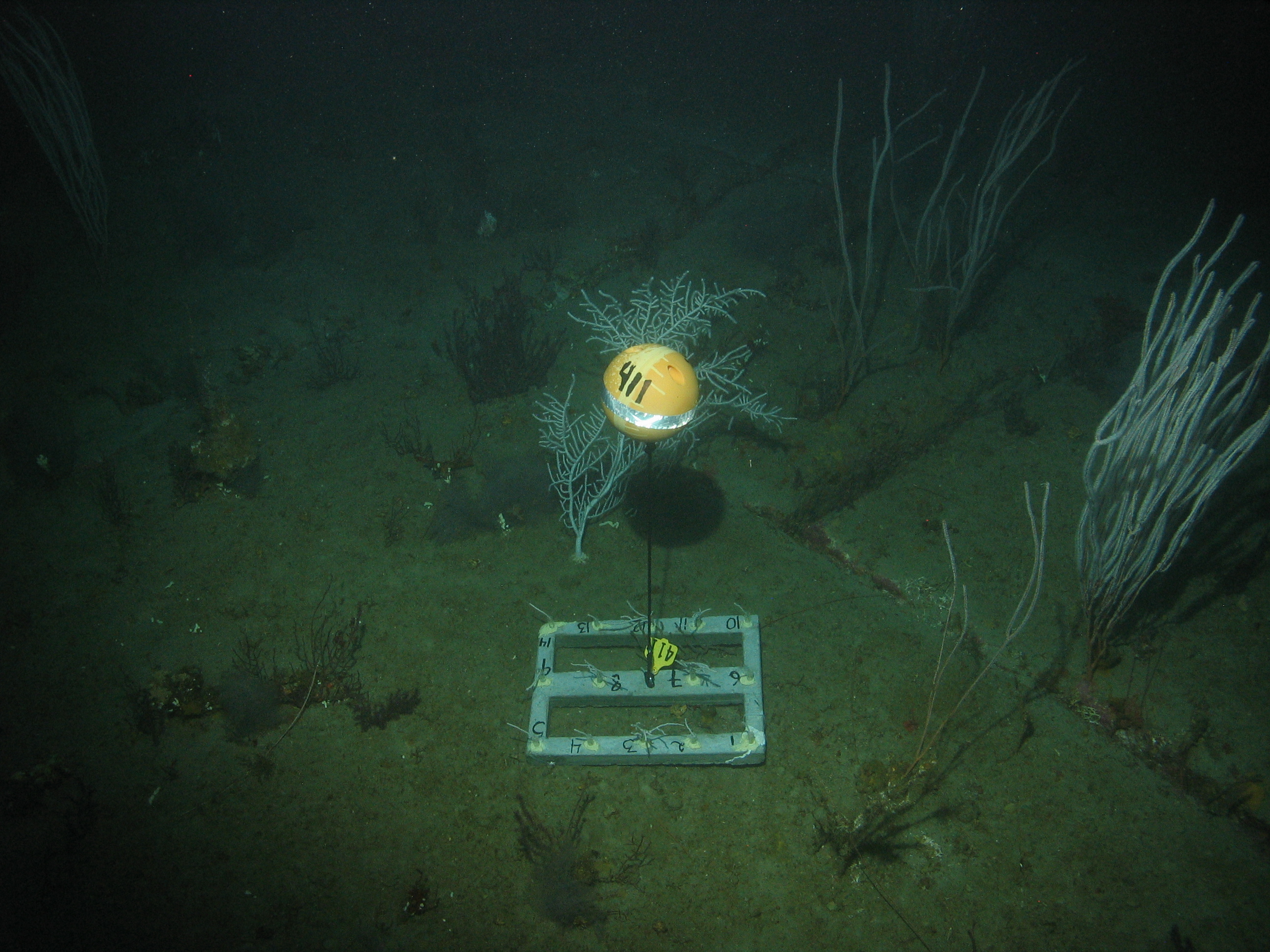 Rack of new coral fragments outplanted on seafloor with buoy marker 