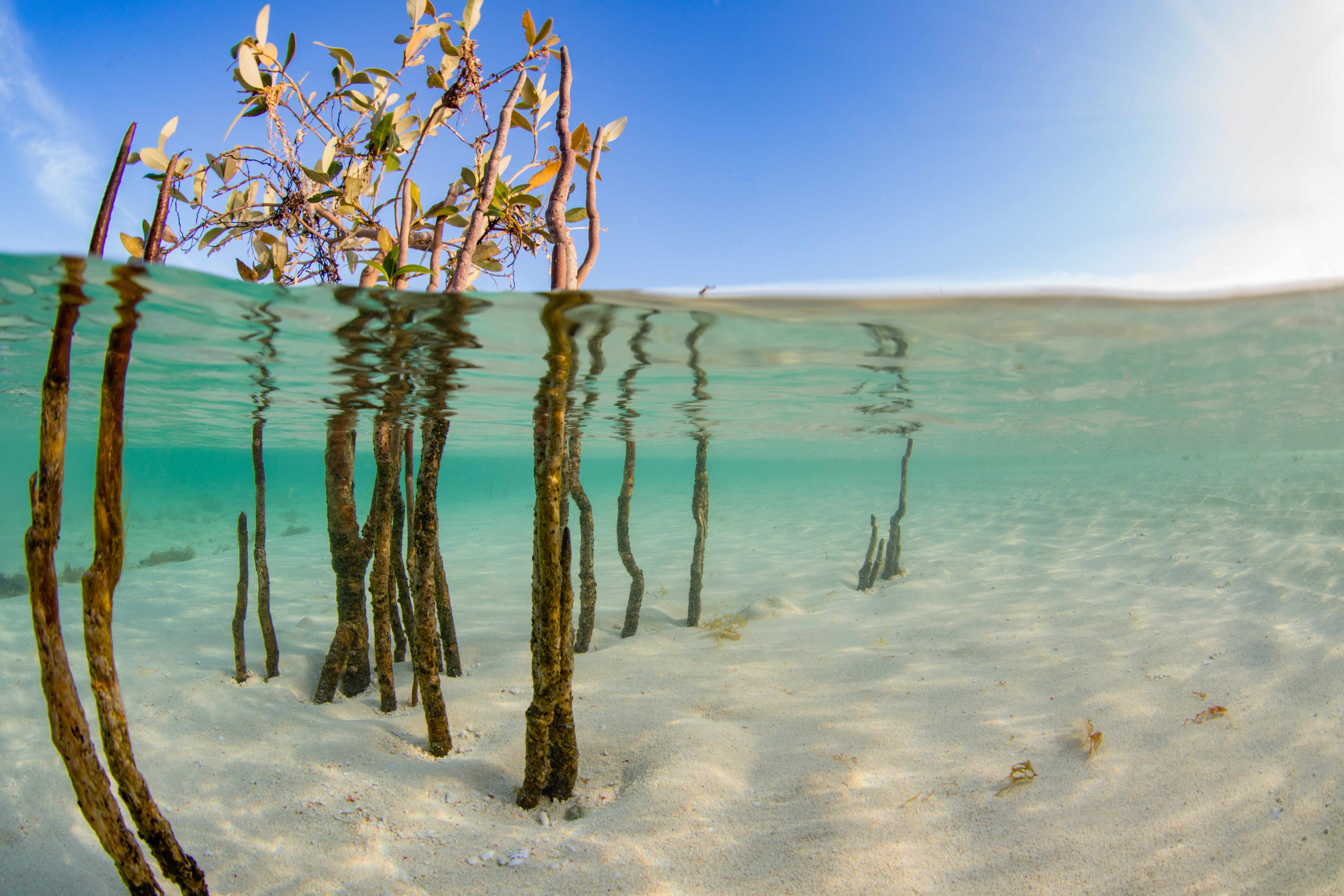 Mangroves Underwater