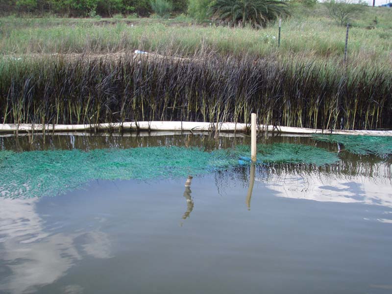 ESI 10A Corpus Christi Inner Harbor Citgo Spill 2006 Impacts to Spartina alterniflora 3
