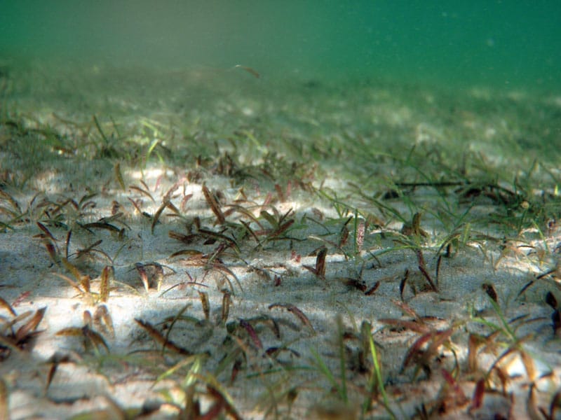 seagrass Johnsons Anne McCarthyweb
