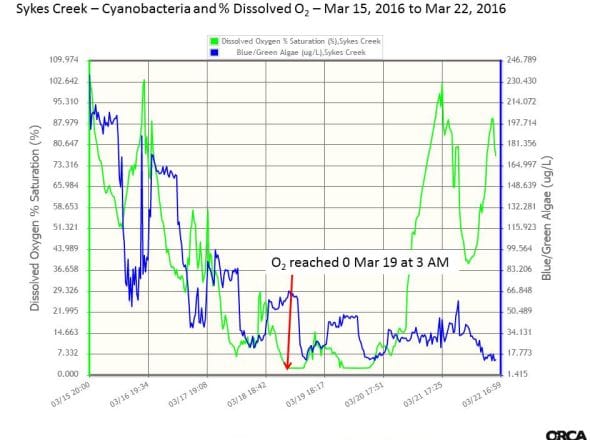 Sykes Creek fish kill