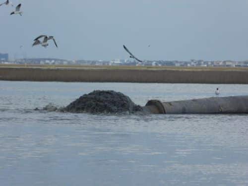 4 pierce marsh mud flowing from pipe birds credit john morris mike hooks inc