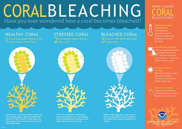 GRAPHIC coralbleaching infographic 06202016 NOAA 3164x2247 LARGE