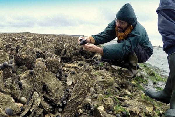 Oysters growing on an artificial oyster shell reef in the Netherlands 1