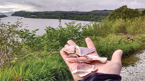 Scallop shell path on the Isle of Mull Scotland