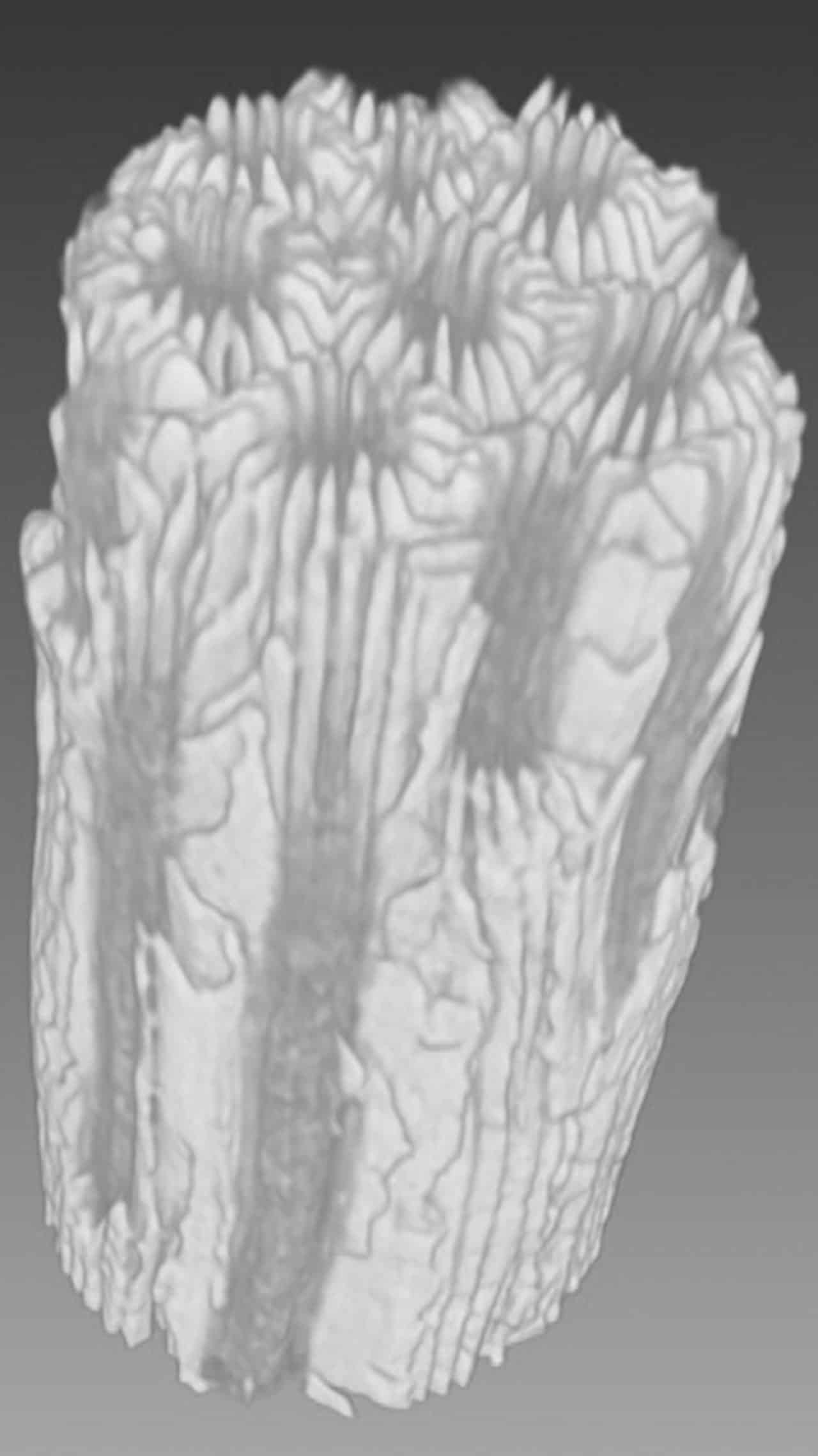 Embed2 CoralWHOI