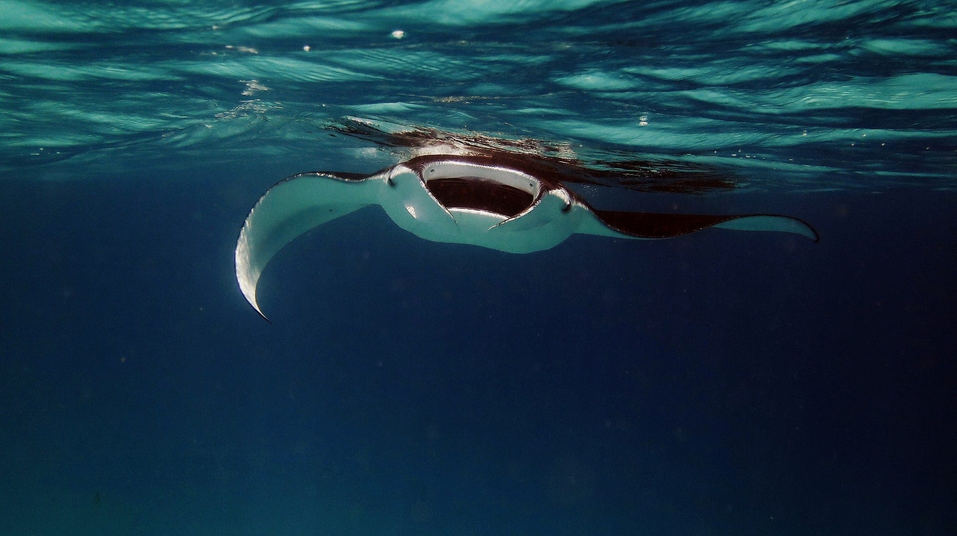 EMBED 1 manta 2064537 1920