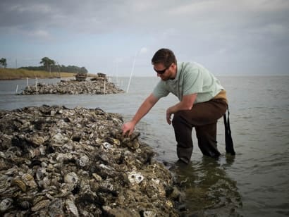 EMBED 2 oyster reef 410