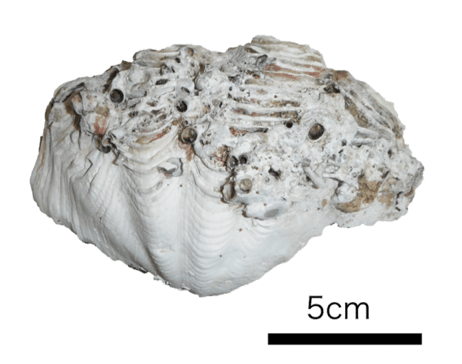 EMBED 1 Fig2 Giant clam shell