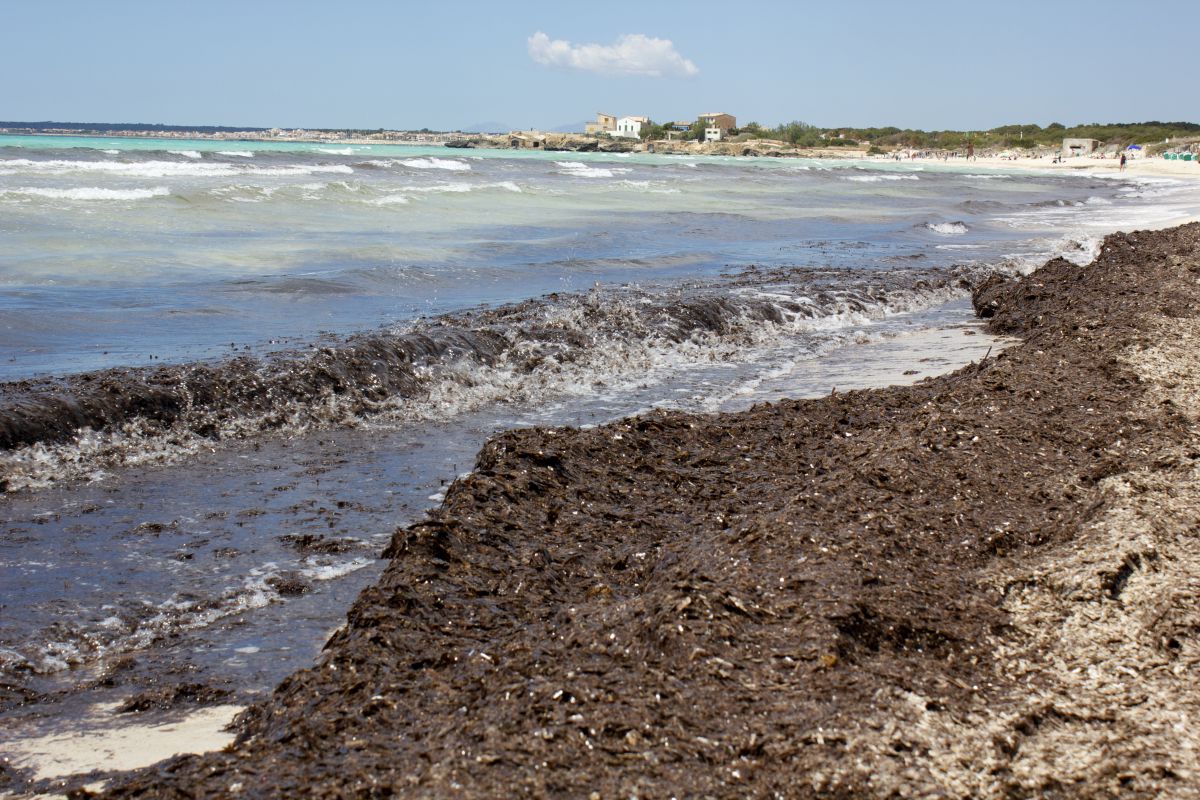 EMBED 1 playa posidonia Es Trenc