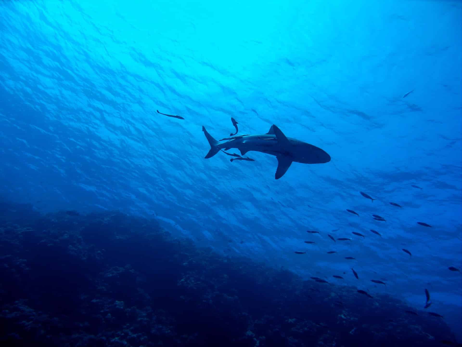 EMBED 1 shark 2683184 1920 1