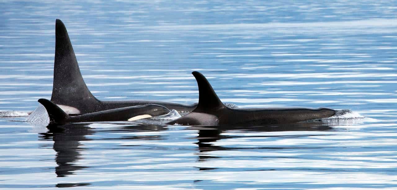 EMBED 2 Glacier bay 3733729406