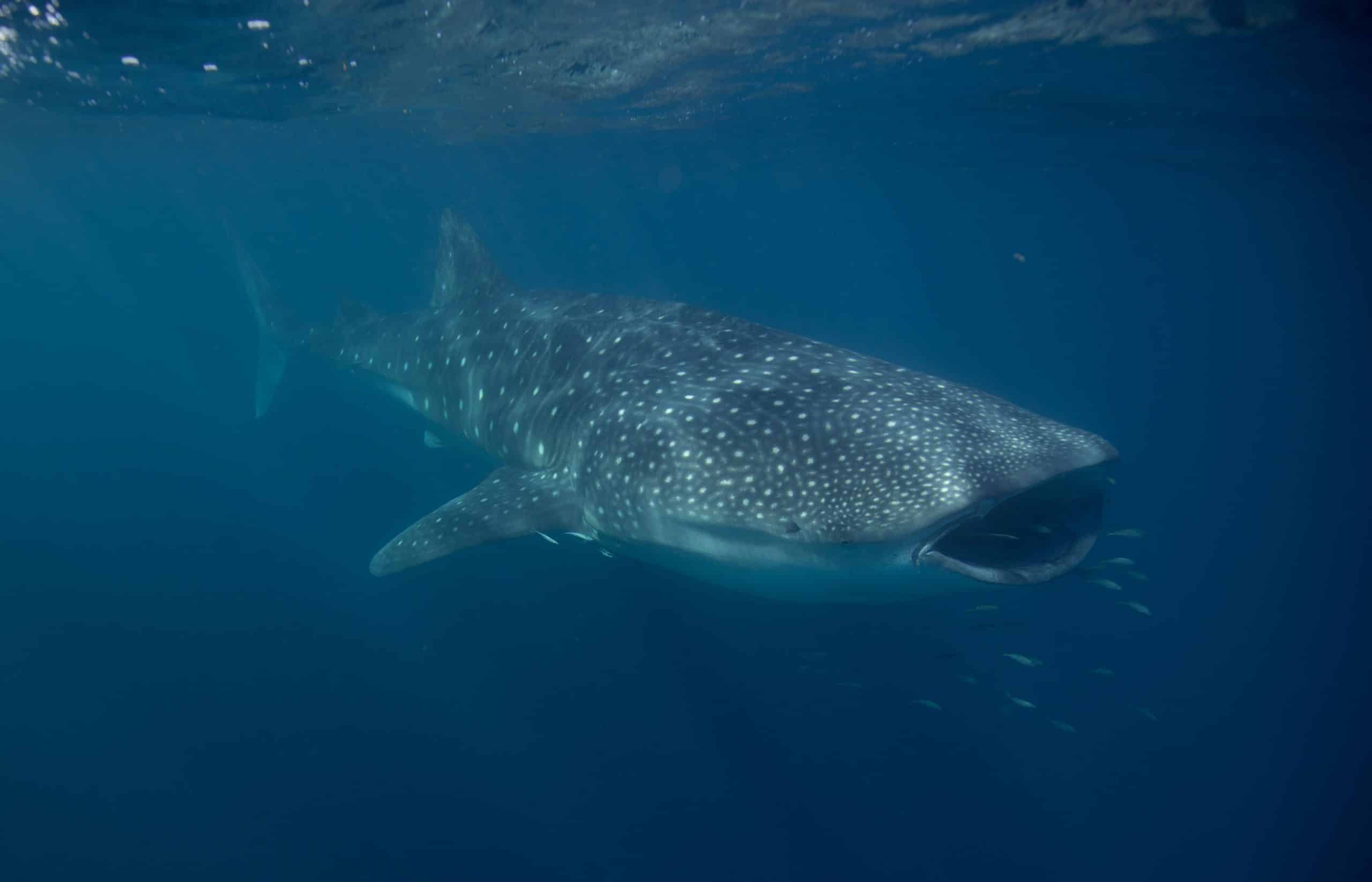 EMBED 1 CSIRO whale shark 10m male
