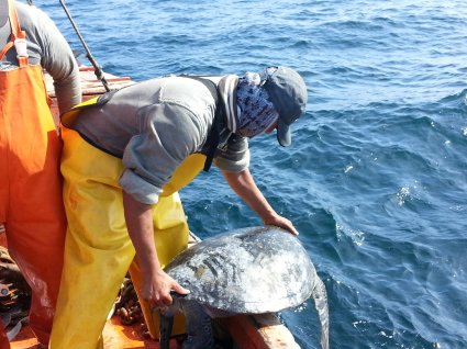 EMBED 2 web sea turtle capture 2col425