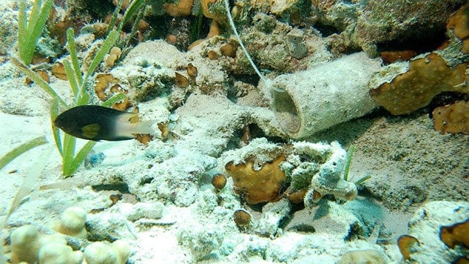 manoaEMBED biology damsel fish
