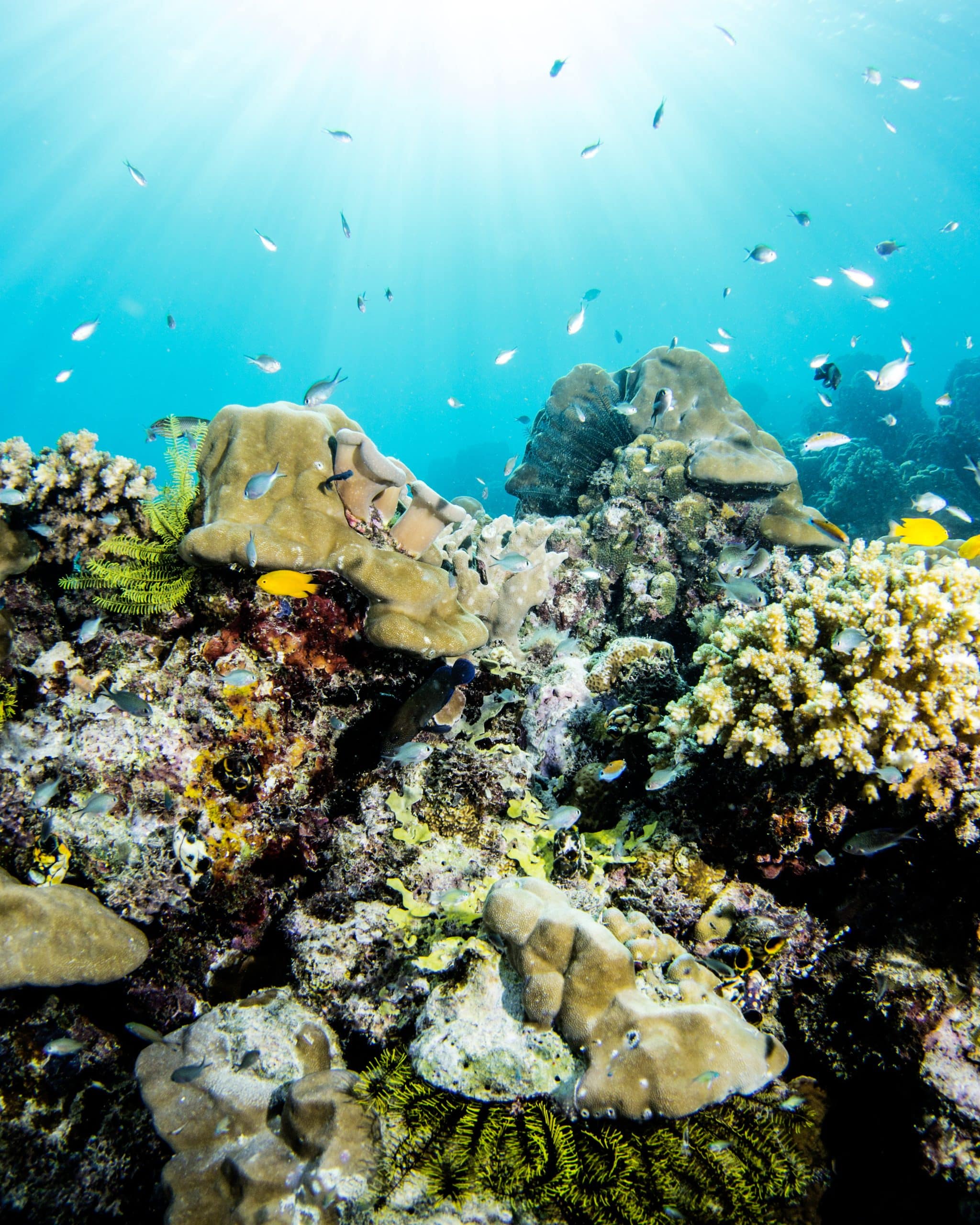 EMBED 1 Sciences Coral Recovery 180719 Pic 3