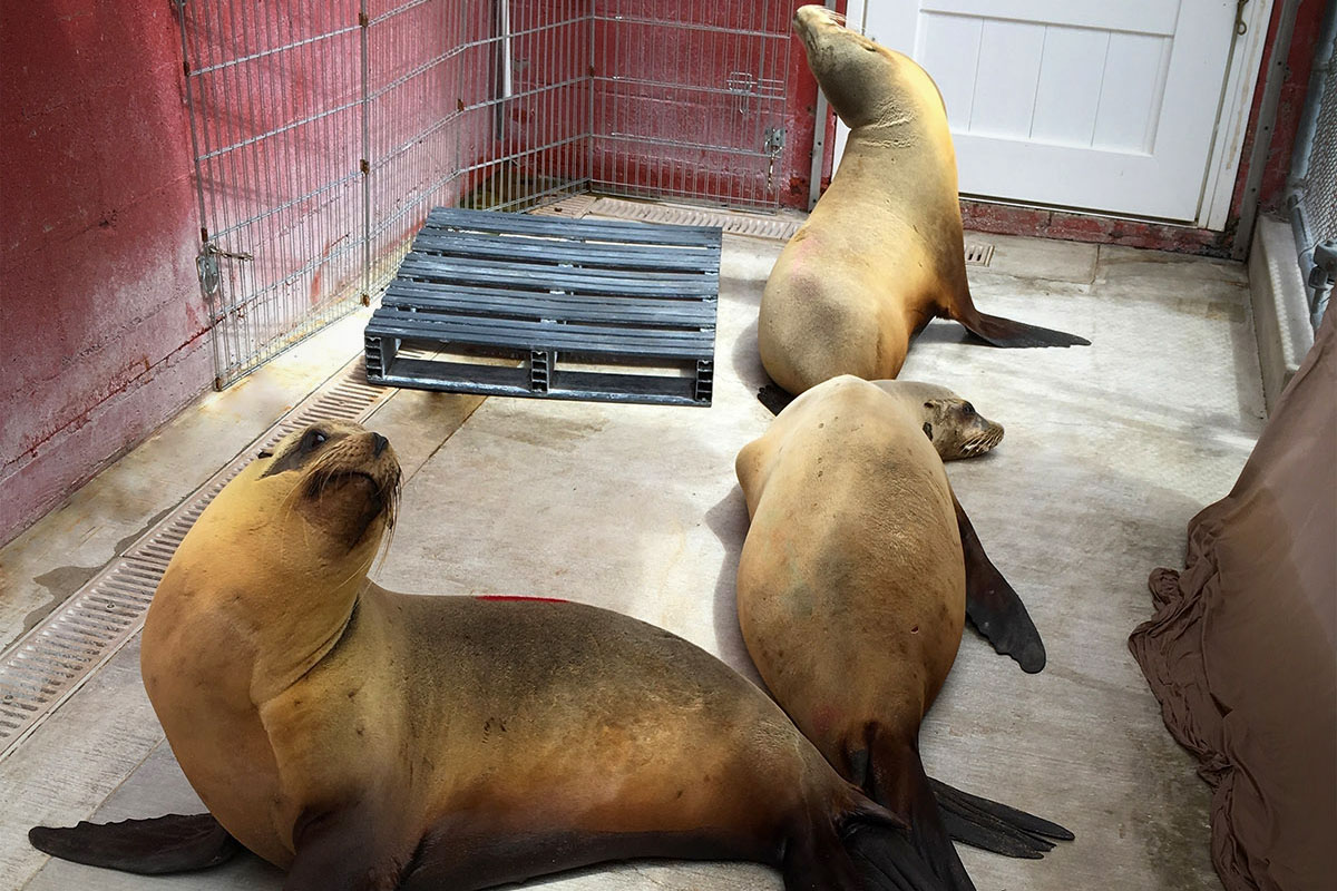 EMBED 1 Domoic Acid sea lions web