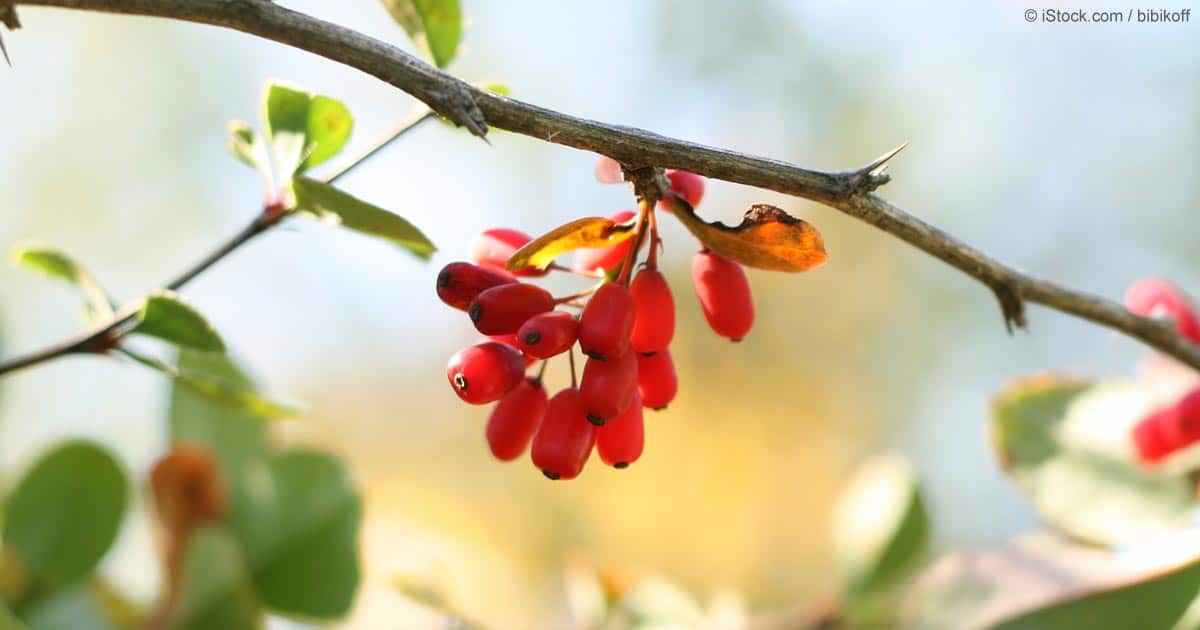 EMBED berberine fruit fb