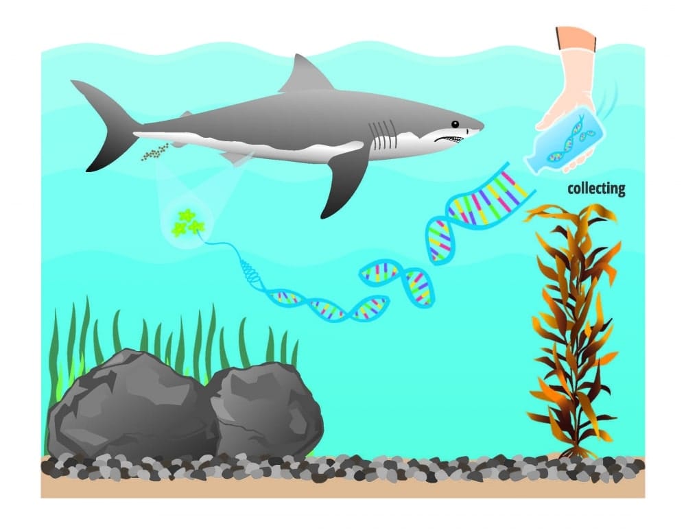 EMBED 1white shark eDNA chris jerde