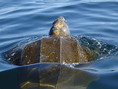 EMBED 2 leatherback1ae 400
