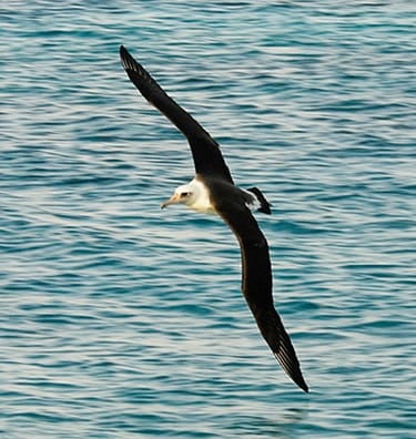EMBED 3 laysan albatross 375