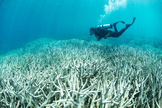 EMBED GBR coral cover